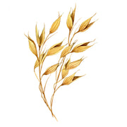 Colloidal oats