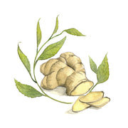 GINGER BLOSSOM