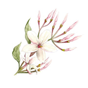 Jasmin