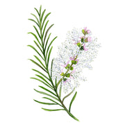 Tea tree