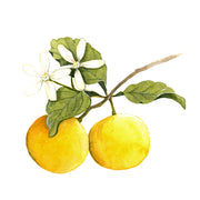 SWEET ORANGE