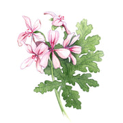 Géranium Rosat