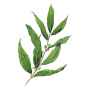 Feuille de Laurier