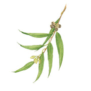 Eucalyptus