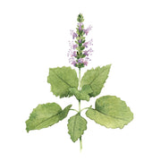 PATCHOULI
