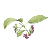 Santal