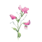 sweet peas