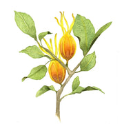 Gardénia Fruité