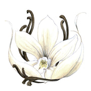 Vanille Ensorcelée