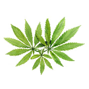 HEMP