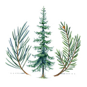 Arpents de conifères