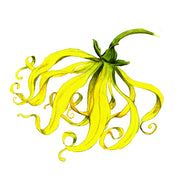 Ylang Ylang