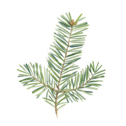 Sapin Baumier