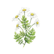 Chamomile