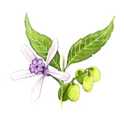 Huile de Neem