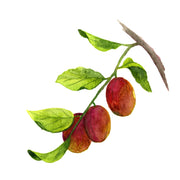 Jojoba
