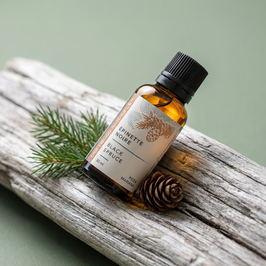 Black Spruce — Pure Essential Oil